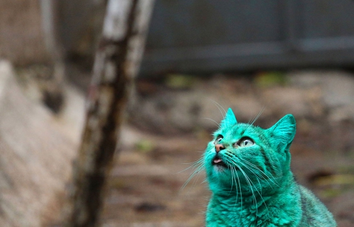 chat,chat vert,chat vert de bulgarie