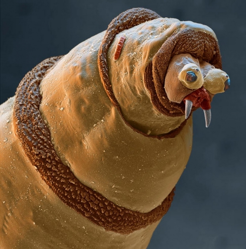 image-microscope-maggot.jpg