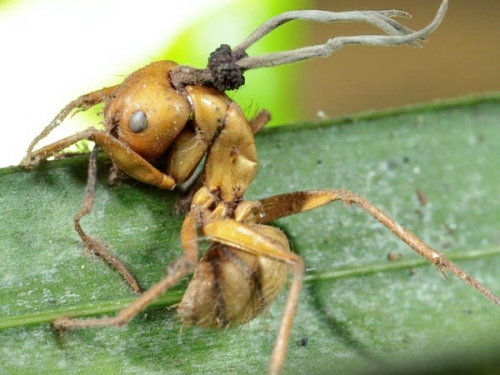 fourmis,zombies,ophiocordyceps unilateralis,parasite,monde animal