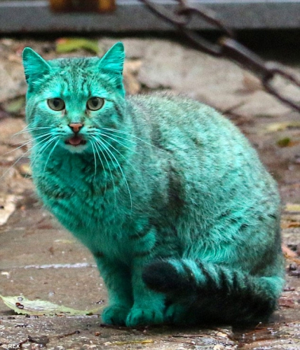 chat,chat vert,chat vert de bulgarie